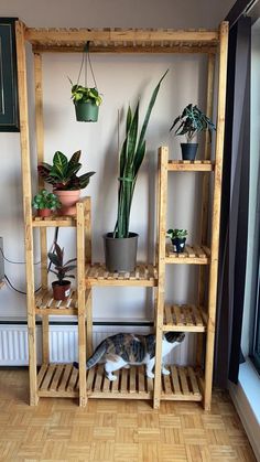 a cat sitting on top of a wooden shelf next to potted plants