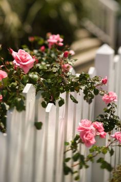 pink roses growing on the side of a white picket fence