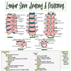 an image of the lymphaine anatomy and posttropictification chart