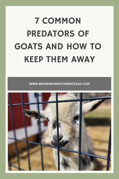 If you own goats, it’s important to protect them from predators that may see them as a tasty meal. From coyotes to bears, there are a variety of animals that may pose a threat to your goats. Learn how to identify these predators and take steps to prevent attacks to keep your goats safe and healthy.Table of Contents • What Are Common Goat Predators? • Bears • Birds • Bobcats • Cougars/ Mountain Lion • Coyotes • Dogs • Foxes • The Importance of Shelter • Secure Fencing • Motio Pygmy Goat Pen, Minature Goats, Pygmy Goat House, Sheep Shelter, Nigerian Goats, Goat Fence, Types Of Goats, Goat Playground, Keeping Goats