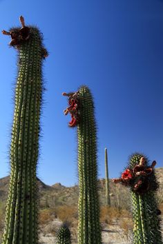 three large cactus plants in the desert on a sunny day