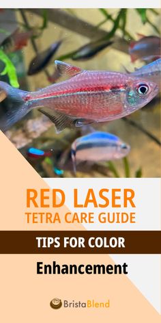 red laser tetra care guide tips for color enhancement