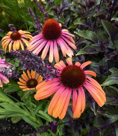 an assortment of colorful flowers in a garden