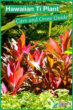 the hawaiian plant care and grow guide is in front of some green plants with red leaves