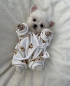 a small white dog laying on top of a bed covered in blankets and sweaters