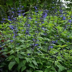 blue flowers and green leaves in a garden