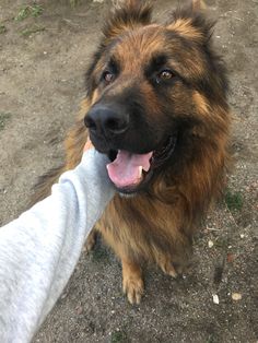 a dog is being petted by someone's hand on the ground in front of him