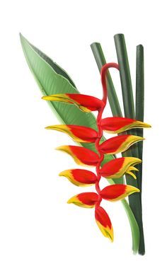 red and yellow flowers with green leaves on a white background