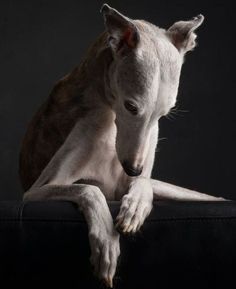 a white and brown dog sitting on top of a black couch next to a wall