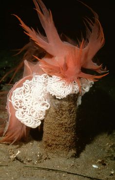 a close up of a piece of cloth and feathers on the ground with sand around it