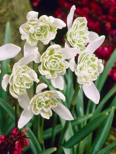 white flowers are blooming in the garden