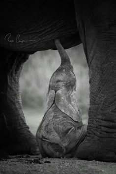 the baby elephant is playing with its mother's leg and trunk in front of an adult elephant