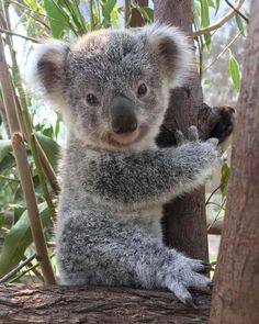 a small koala bear sitting on top of a tree branch