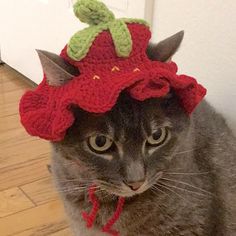 a cat wearing a knitted strawberry hat