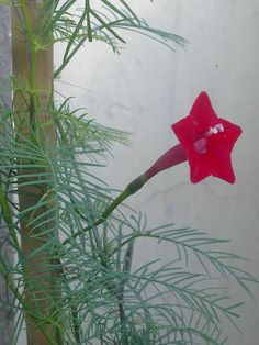 a red flower that is sitting in a pot next to a plant with green leaves