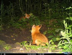 two foxes are sitting in the woods at night