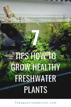 an aquarium filled with plants and water next to the words 7 tips how to grow healthy fresh