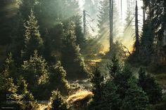 the sun shines through the trees in the forest on a foggy, sunny day