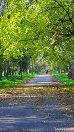 the road is lined with trees and leaves