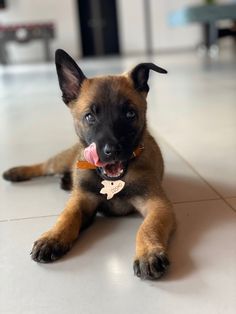 a dog laying on the floor with its tongue hanging out and looking at the camera