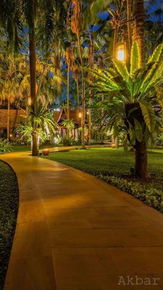 the walkway is lined with palm trees and other greenery at night in this tropical setting