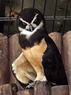 a black and white bird sitting on top of wooden logs