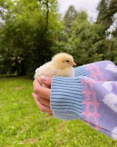 a person holding a small yellow chicken in their hand on some green grass with trees in the background