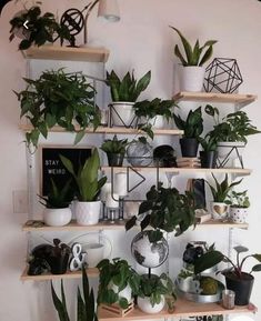 many houseplants are arranged on wooden shelves