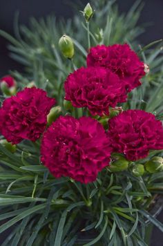 red carnations in a vase with green stems