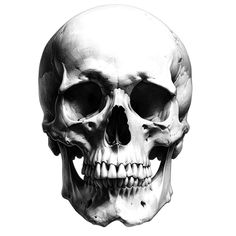 a black and white photo of a human skull