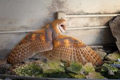 an owl statue sitting on top of rocks in a room filled with dirt and debris