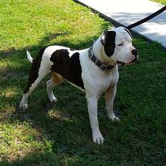 a black and white dog standing in the grass