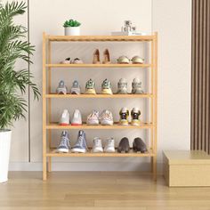 there are many pairs of shoes on the shelf next to a potted palm tree