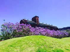 purple flowers are blooming in front of a building on top of a green hill