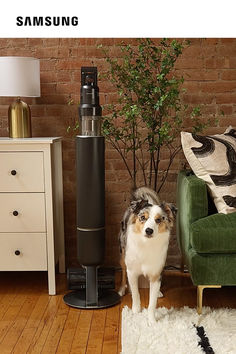 a dog standing next to a green couch in a living room with a white rug on the floor