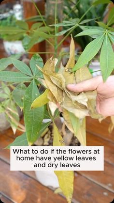 a person holding leaves in their hand with the words what to do if the flowers at home have yellow leaves and dry leaves