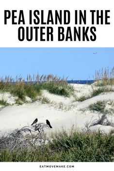 two birds sitting on top of sand dunes with the words pea island in the outer banks