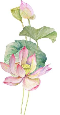 watercolor painting of pink lotus flower with green leaves on white background - stock photo