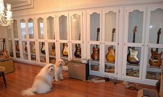 a white dog sitting on the floor in front of a display case filled with guitars