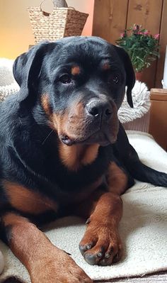 a large black and brown dog laying on top of a bed