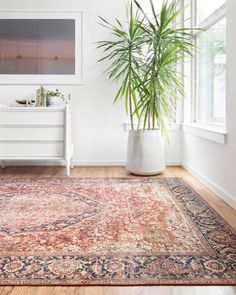 an area rug with a large plant in the middle and a white dresser behind it