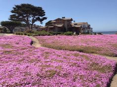 purple flowers are growing on the ground in front of some houses and trees near the ocean