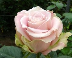 a pink rose with green leaves in the foreground