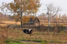 a black and white cow standing in a field next to a wooden fence with a house behind it