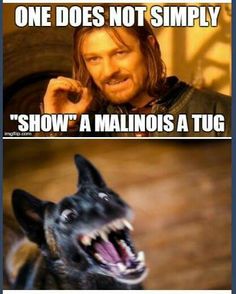 one does not simply show a malnois a tug and the other doesn't