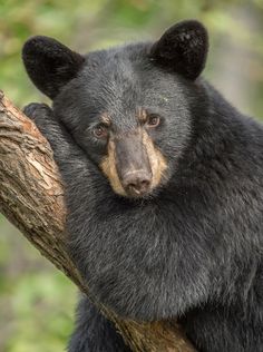 a black bear sitting on top of a tree branch