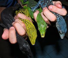 several different colored lizards being held in their hands