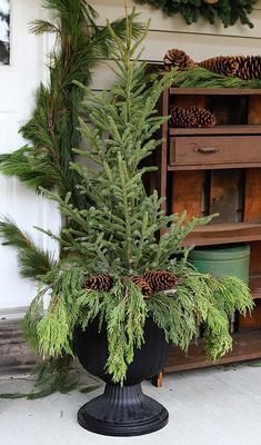 a potted pine tree sitting in front of a dresser