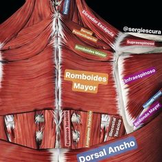 the muscles are labeled in several different colors and sizes, with labels on each side