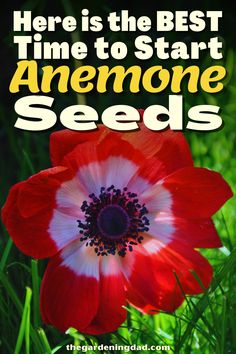 a red flower with the words here is the best time to start anemone seeds